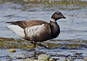 Branta bernicla